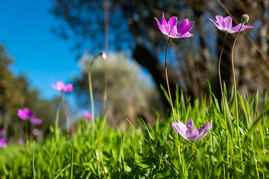 blumen