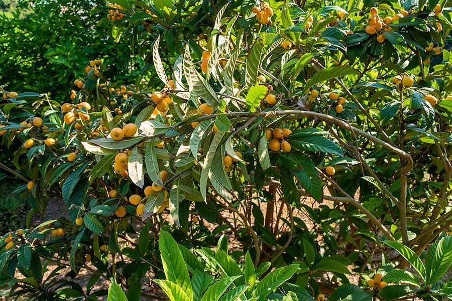 mousmoula tree